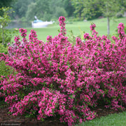 Weigela, Sonic Bloom Pink #3